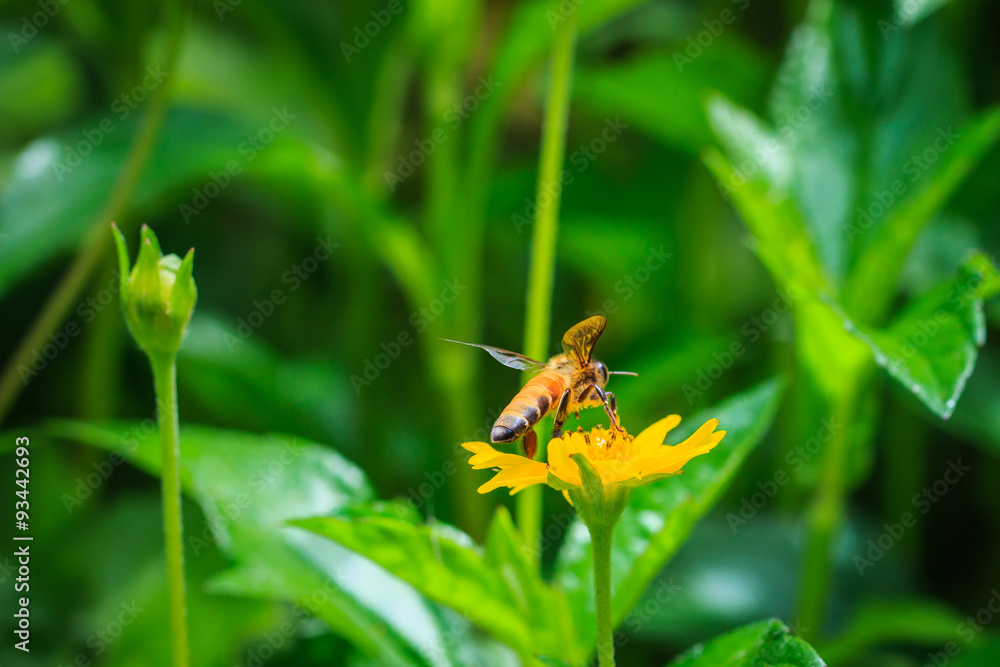 bees,bee bees,bee