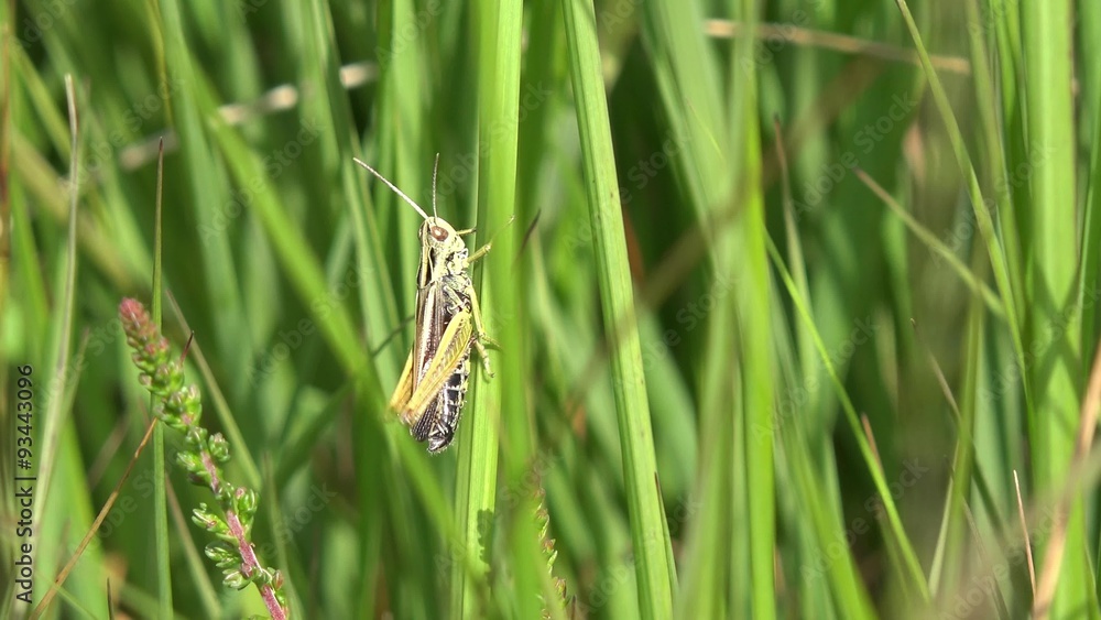 grasshopper grasshopper