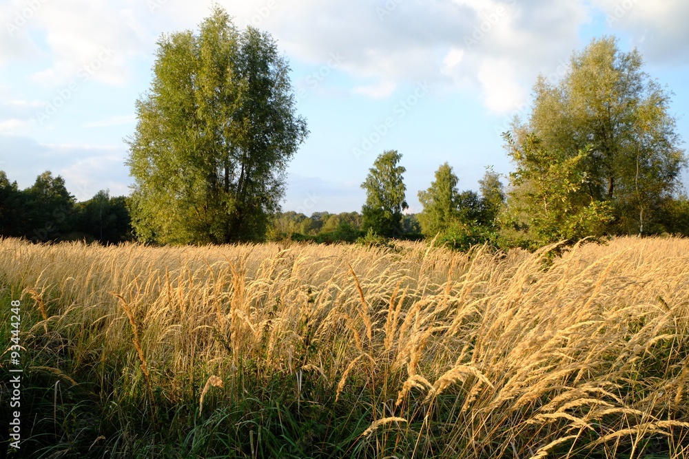 Fototapeta premium grain on farmland