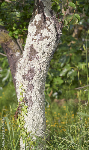 moss on tree