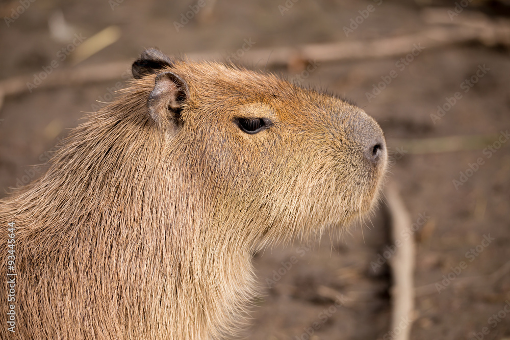 Close up photo of Capybara