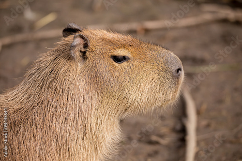 Wallpaper Mural Close up photo of Capybara Torontodigital.ca