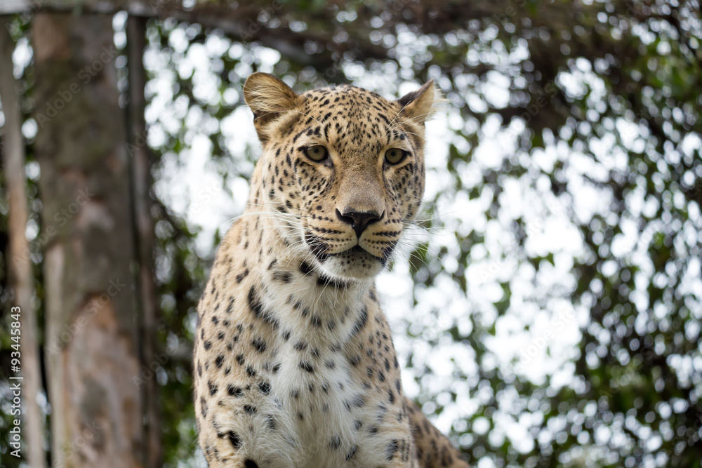 Naklejka premium head shot of Persian leopard