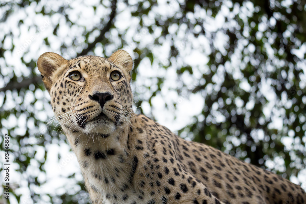 Fototapeta premium head shot of Persian leopard
