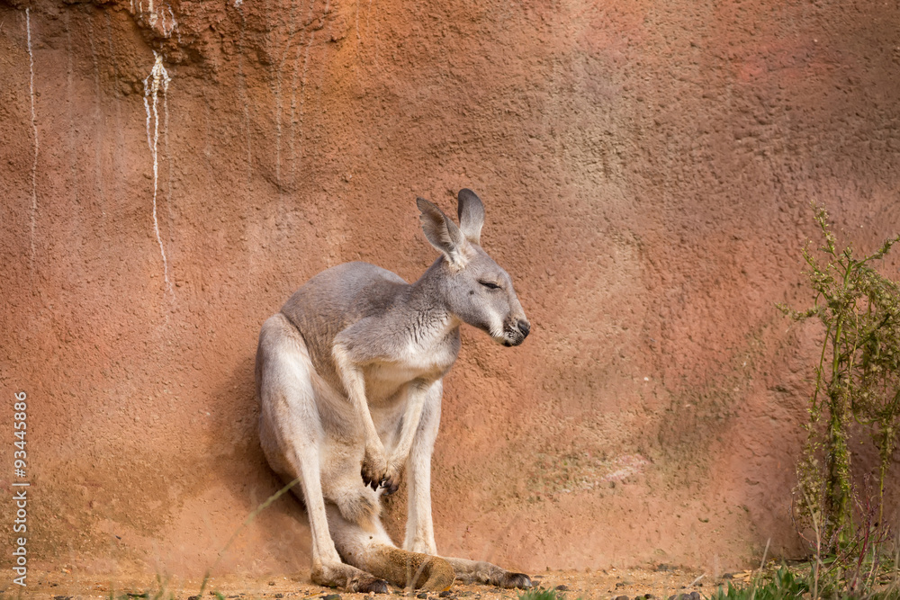 red kangaroo red kangaroo