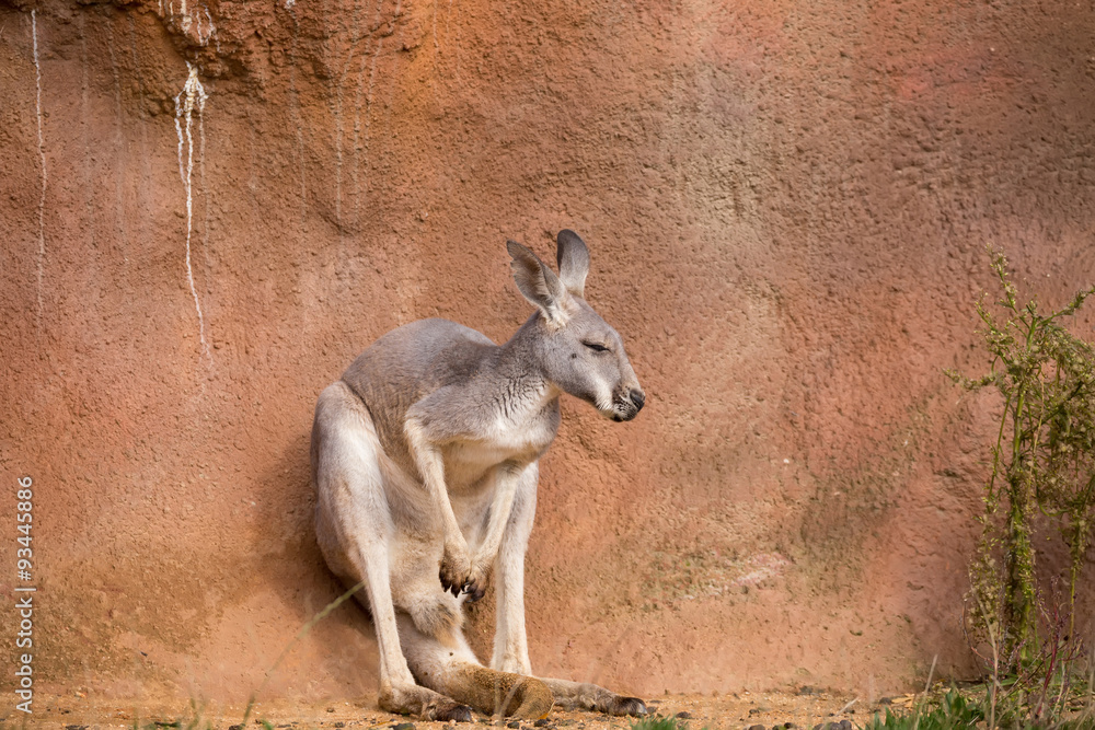 red kangaroo