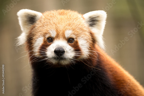 Fotografie Red panda (Ailurus fulgens)