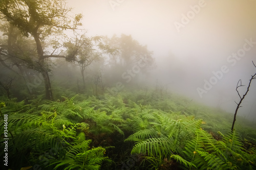 Morning mist in rainforest