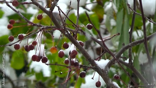 Apples, snow,  winter