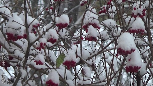 Snow on the bush