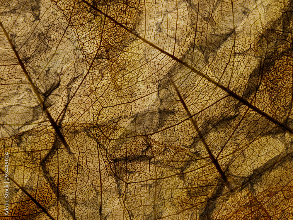 Obraz premium old brown paper with foliage texture