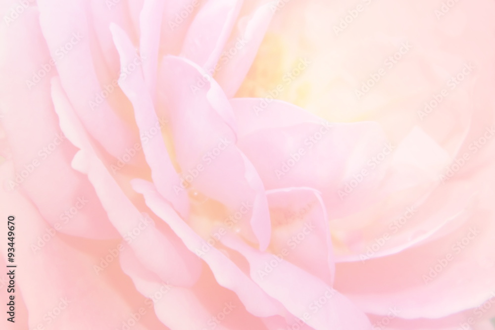 Blurred rose with soft color filter effect
