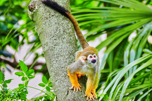 Common Squirred Monkey. photo