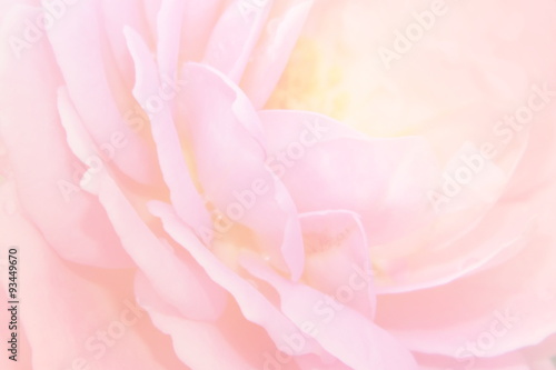 Blurred rose with soft color filter effect