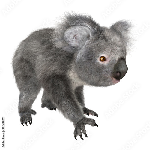 Fototapeta Naklejka Na Ścianę i Meble -  Koala