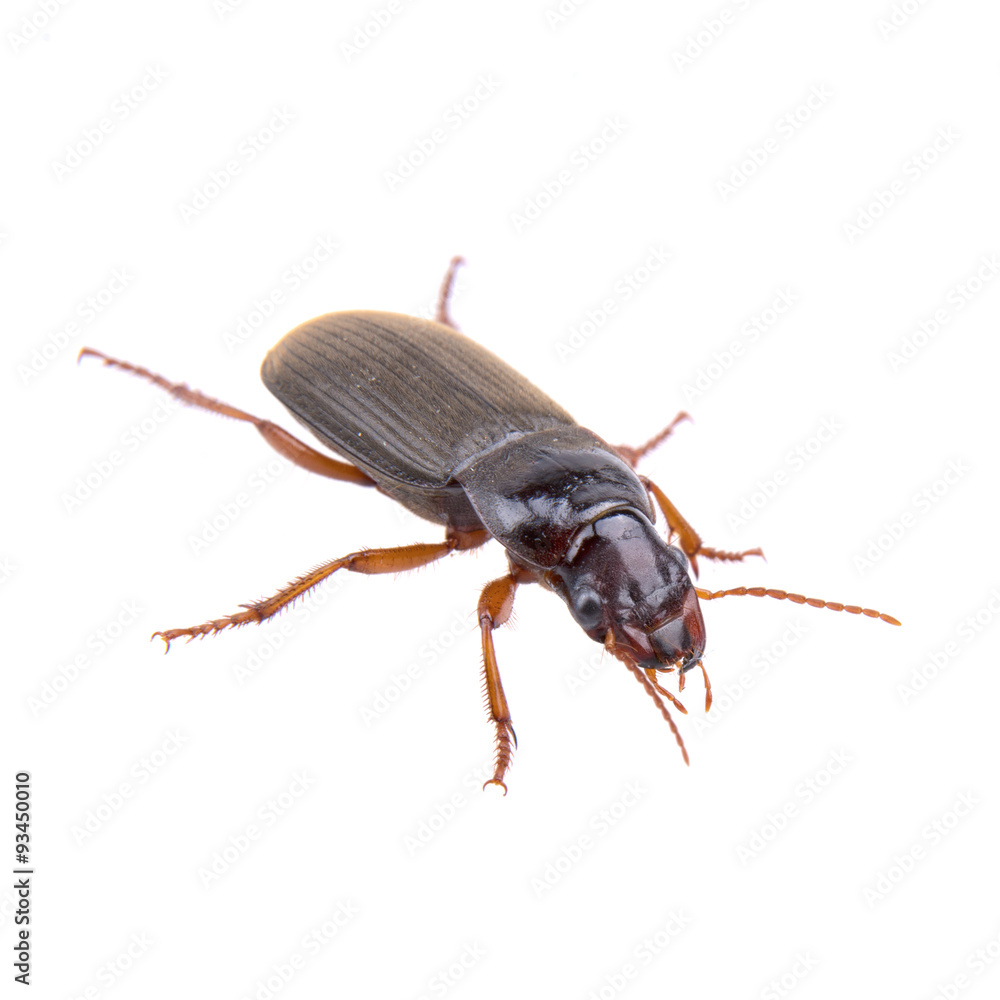 Brown bug on a white background Brown bug on a white background