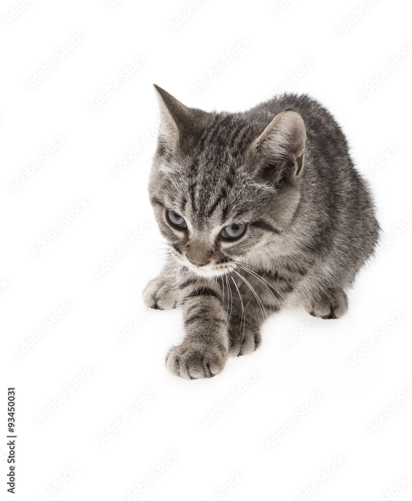 Obraz premium A tabby gazing on white background