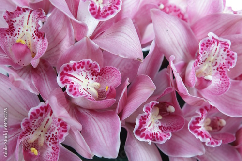Fototapeta Naklejka Na Ścianę i Meble -  Tropical pink orchid isolated over white background