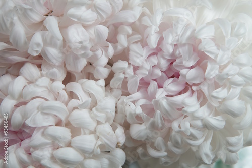The white chrysanthemum flower, closeup, macro 