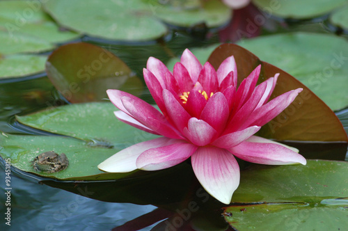 Obraz na plátně water-lily