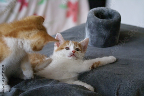 Babykatze mit seinem Bruder