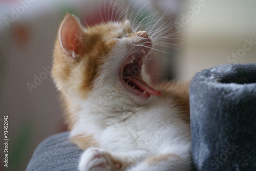 Gähnende Babykatze im Profil