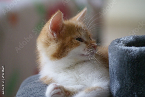 Babykatze im Profil