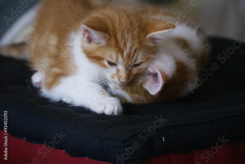 Babykatze mit seinem Bruder