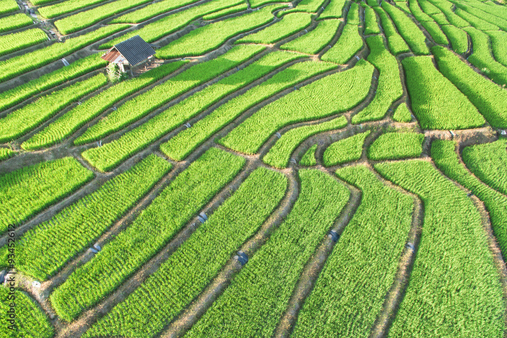 Green Terraced Rice Field in Chiangmai, Thailand Green Terraced Rice Field in Chiangmai, Thailand