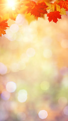 Autumnal fall in the forest, abstract environmental backgrounds