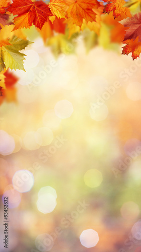 Autumnal fall in the forest  abstract environmental backgrounds