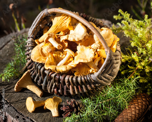 Basket of chanterelles on stump in the forest