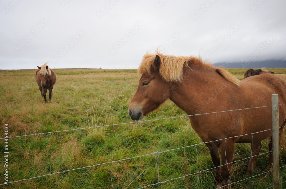 Portrait of a horse standing in the field of Iceland Portrait of a horse standing in the field of Iceland