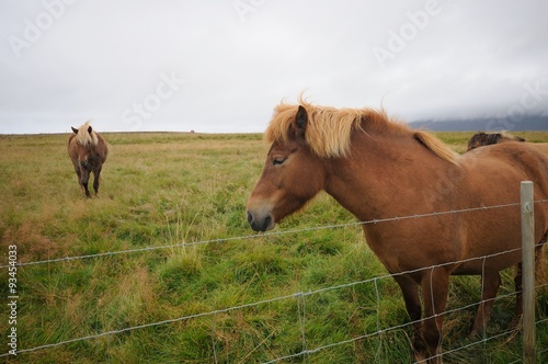Portrait of a horse standing in the field of Iceland