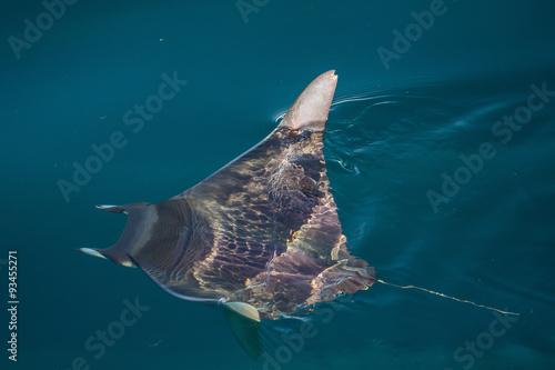 Mobula, Mobula spp, with wingtips above the surface near Isla Danzante, Baja California Sur, Mexico