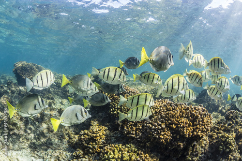 A large school of convict tang (Acanthurus triostegus) on the only living reef in the Sea of Cortez, Cabo Pulmo, Baja California Sur, Mexico photo