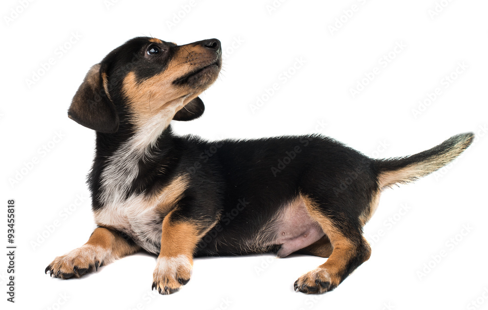 dachshund dachshund