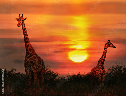 Wild Giraffes in the savannah at sunset