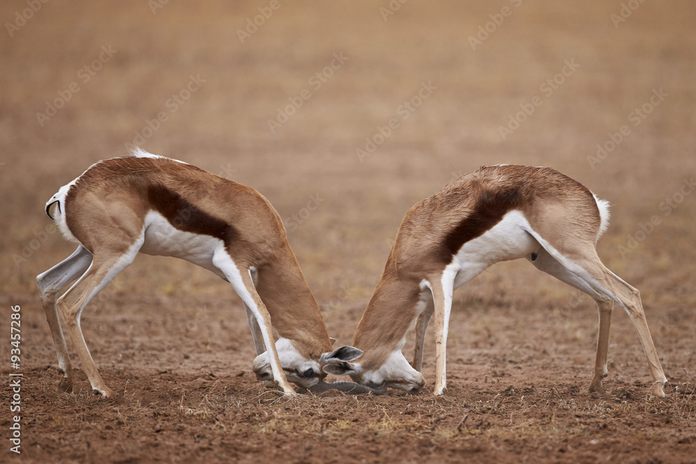 Two Springbok (Antidorcas marsupialis) bucks fighting, Kgalagadi Transfrontier Park, encompassing the former Kalahari Gemsbok National Park Two Springbok (Antidorcas marsupialis) bucks fighting, Kgalagadi Transfrontier Park, encompassing the former Kalahari Gemsbok National Park