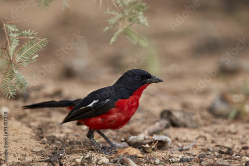 Crimson-breasted boubou (crimson-breasted shrike) (Laniarius atrococcieneus), Kgalagadi Transfrontier Park, encompassing the former Kalahari Gemsbok National Park photo