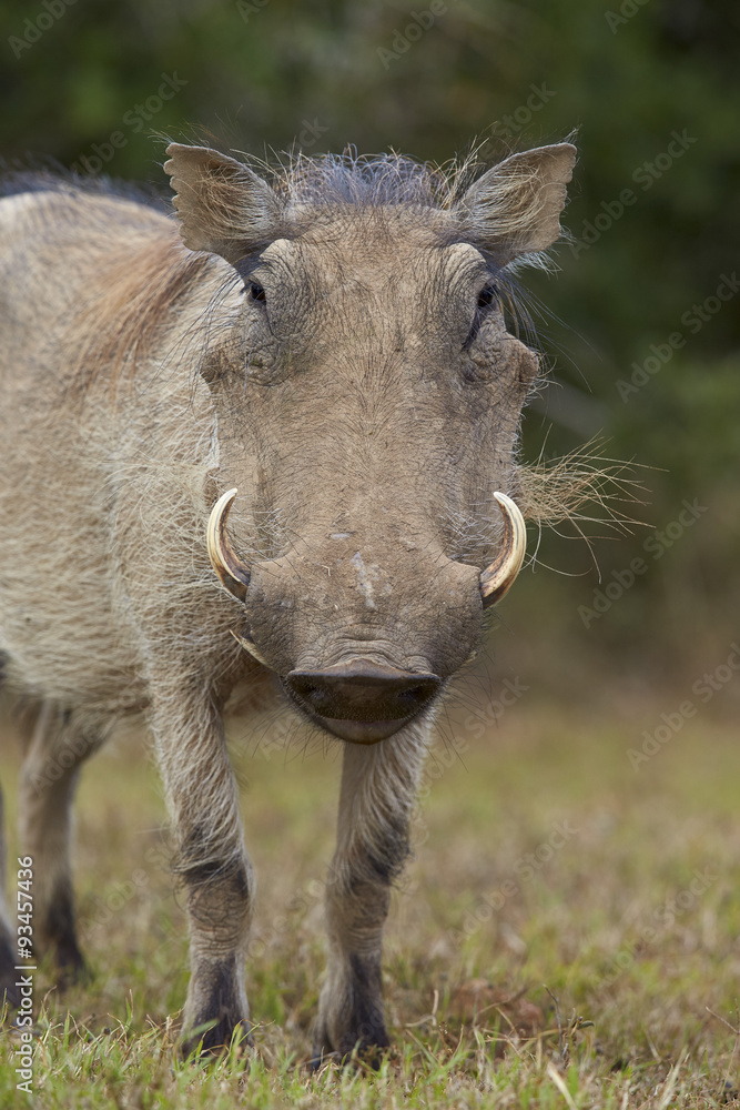 Warthog (Phacochoerus aethiopicus), Addo Elephant National Park Warthog (Phacochoerus aethiopicus), Addo Elephant National Park