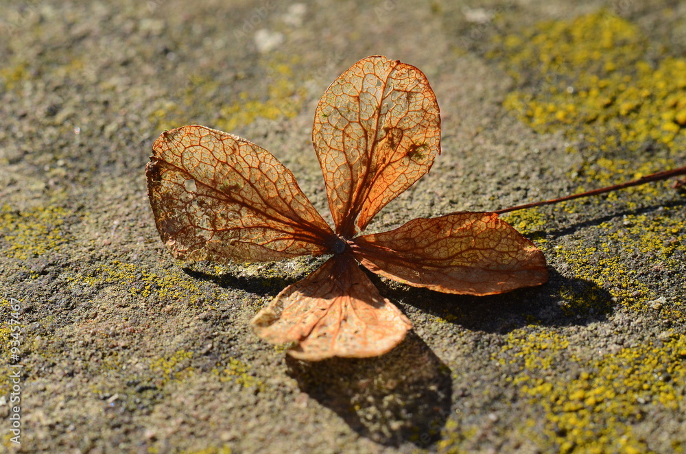 Obraz premium Herbst blat