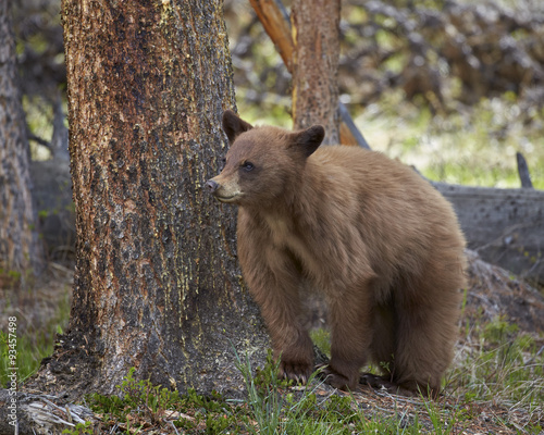Cinnamon black bear (Ursus americanus) yearling cub, Yellowstone National Park, Wyoming