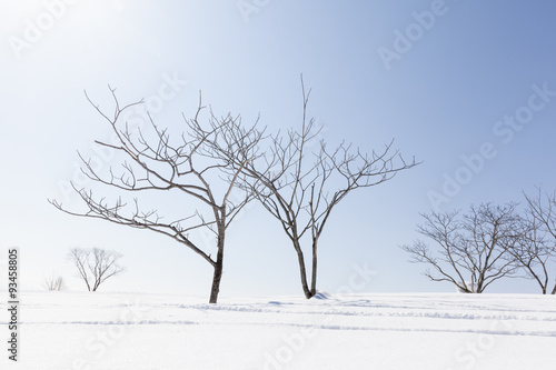Bare Winter Trees and Snow