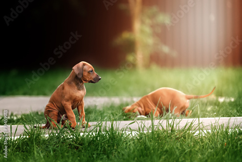 Adorable little Rhodesian Ridgeback puppies playing together in