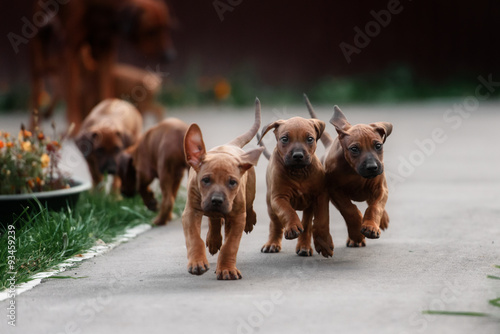 Adorable little Rhodesian Ridgeback puppies playing together in