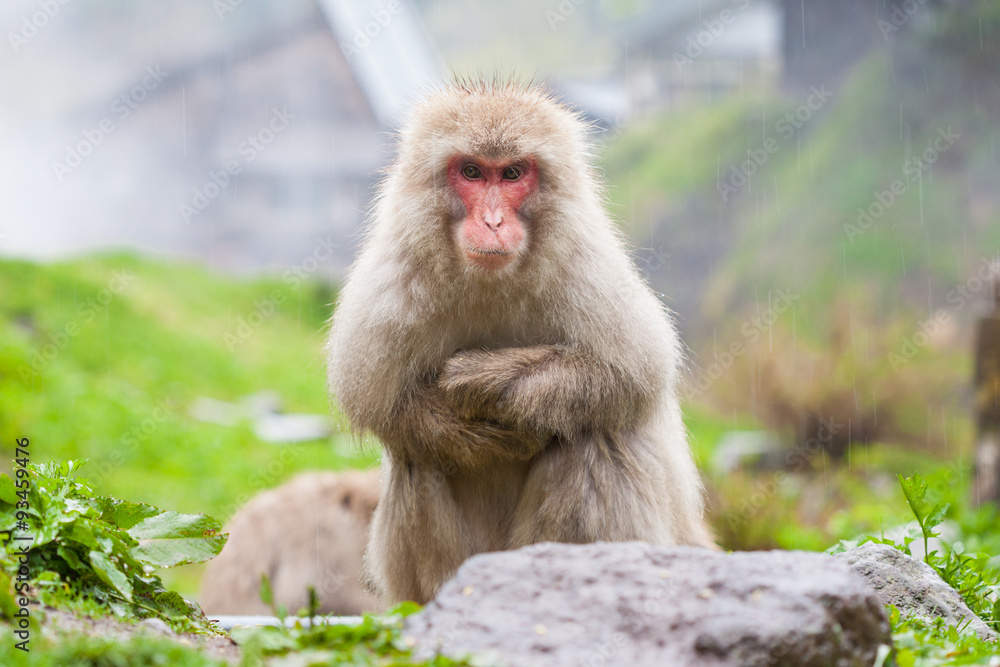 Naklejka premium Japanese Macaque