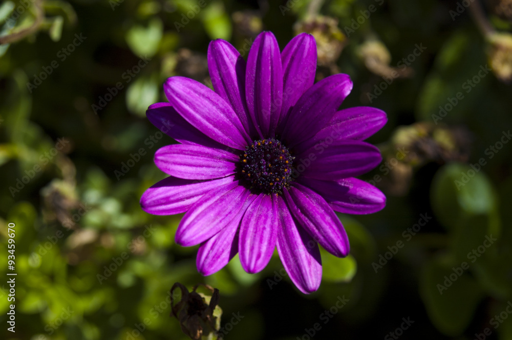 flores 11 / Primer plano de flor morada abierta, con fondo desenfocado.  Stock Photo | Adobe Stock