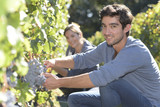 Young man in vineyard during harvest season