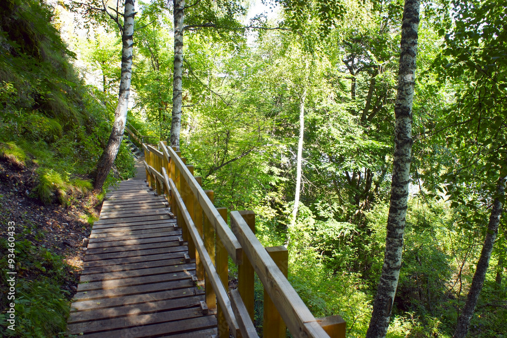Obraz premium Stairs down to the summer forest